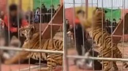 Tigre fuera de control ataca a su domador ante el público en China